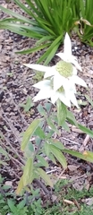 Monarda punctata