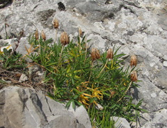 Trifolium polyphyllum