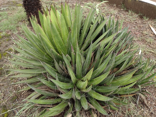 Agave filifera