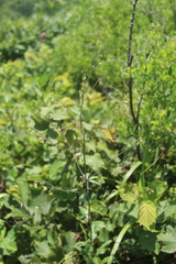 Adenophora divaricata