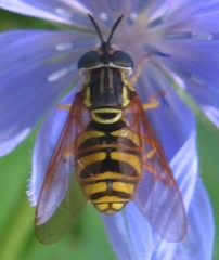 Chrysotoxum pubescens