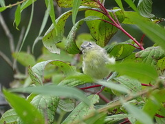 Vireo philadelphicus