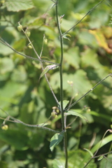 Adenophora divaricata