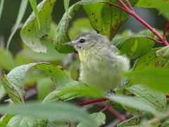 Vireo philadelphicus