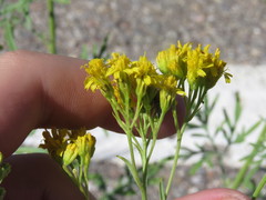 Hymenothrix wislizeni