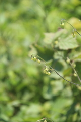 Adenophora divaricata