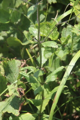 Adenophora divaricata