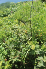 Adenophora divaricata