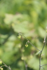 Adenophora divaricata