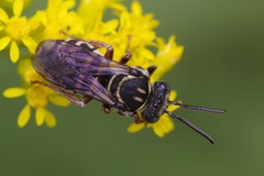 Triepeolus pectoralis