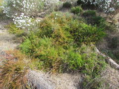 Diastella proteoides