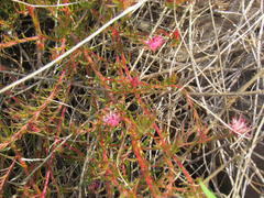 Diastella proteoides