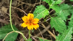 Sclerocarpus uniserialis