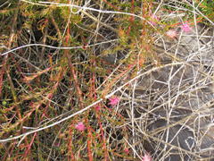 Diastella proteoides