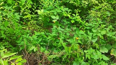 Sclerocarpus uniserialis