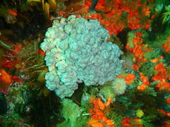 Eunephthya thyrsoidea