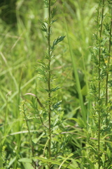 Thalictrum amurense