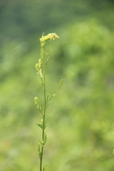 Thalictrum amurense