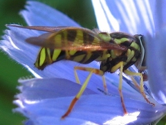 Chrysotoxum pubescens