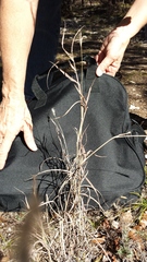 Bothriochloa torreyana