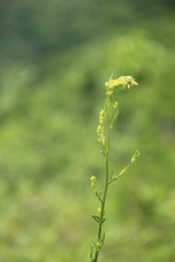 Thalictrum amurense