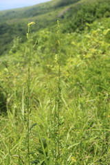 Thalictrum amurense