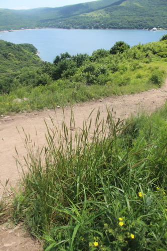 Elymus dahuricus iNat (3)