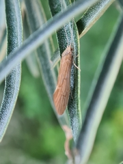 Ceraclea nigronervosa