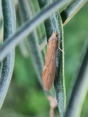 Ceraclea nigronervosa