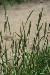 Elymus dahuricus