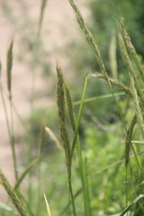 Elymus dahuricus