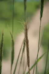 Elymus dahuricus