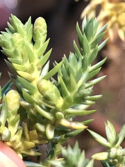 Juniperus procumbens
