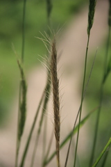 Elymus dahuricus