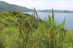 Elymus dahuricus