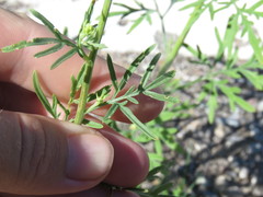 Hymenothrix wislizeni