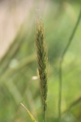 Elymus dahuricus