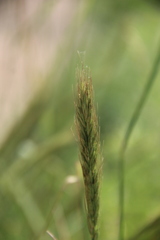Elymus dahuricus