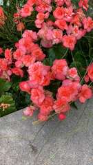 Begonia × hiemalis