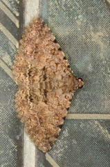 Polydesma umbricola