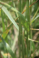 Elymus dahuricus