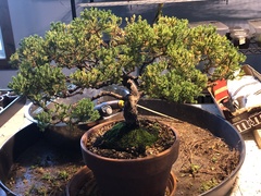 Juniperus procumbens