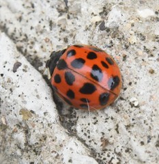 Harmonia axyridis