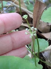 Hydrocotyle tribotrys