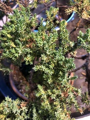 Juniperus procumbens