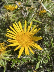 Berkheya angustifolia