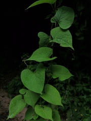 Antigonon