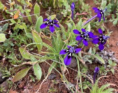 Lapeirousia oreogena