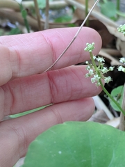 Hydrocotyle tribotrys