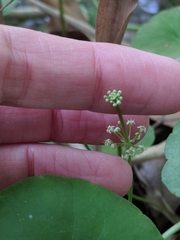 Hydrocotyle tribotrys